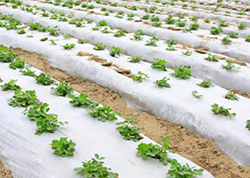 High pressure low density polyethylene recycled granules (LDPE) High pressure low density polyethylene recycled granules (LDPE)